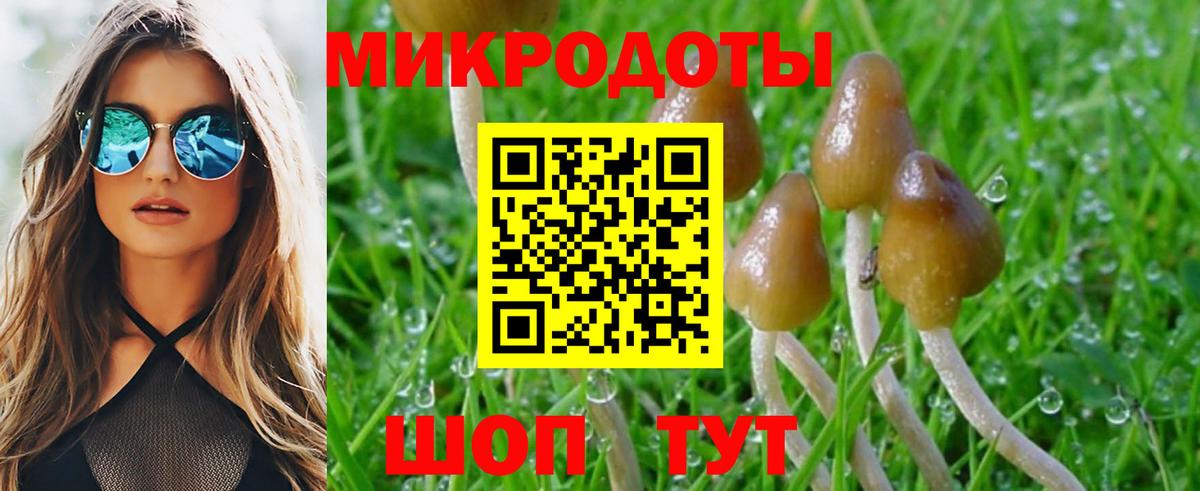 Галлюциногенные грибы Psilocybe Белореченск